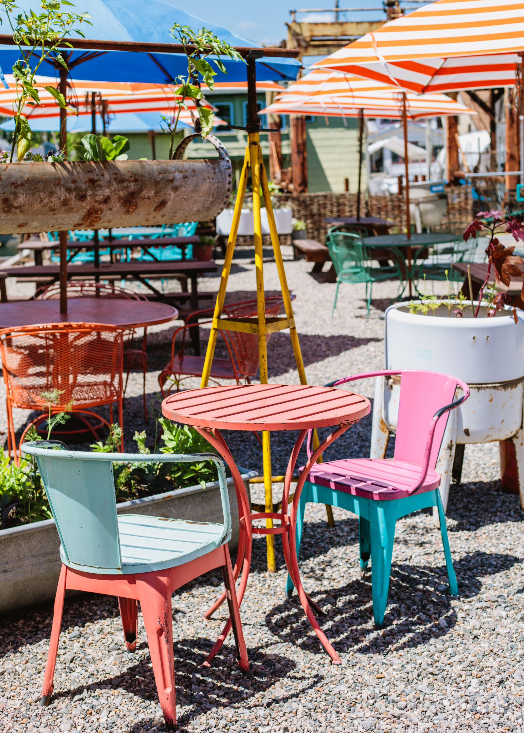 Coriander Kitchen and Farms Concetti